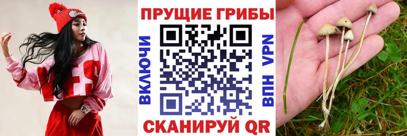 где можно купить   Инта  Галлюциногенные грибы Psilocybine cubensis 